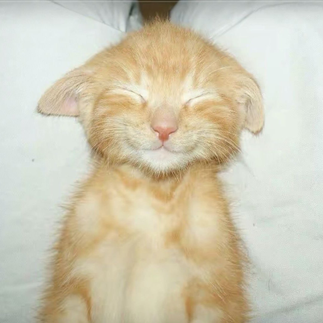 ‏ً (@pawcets) on Twitter photo 