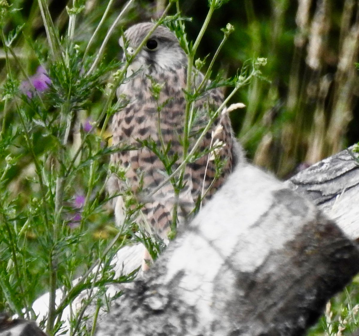 Fledged

📷SG Clarkson
