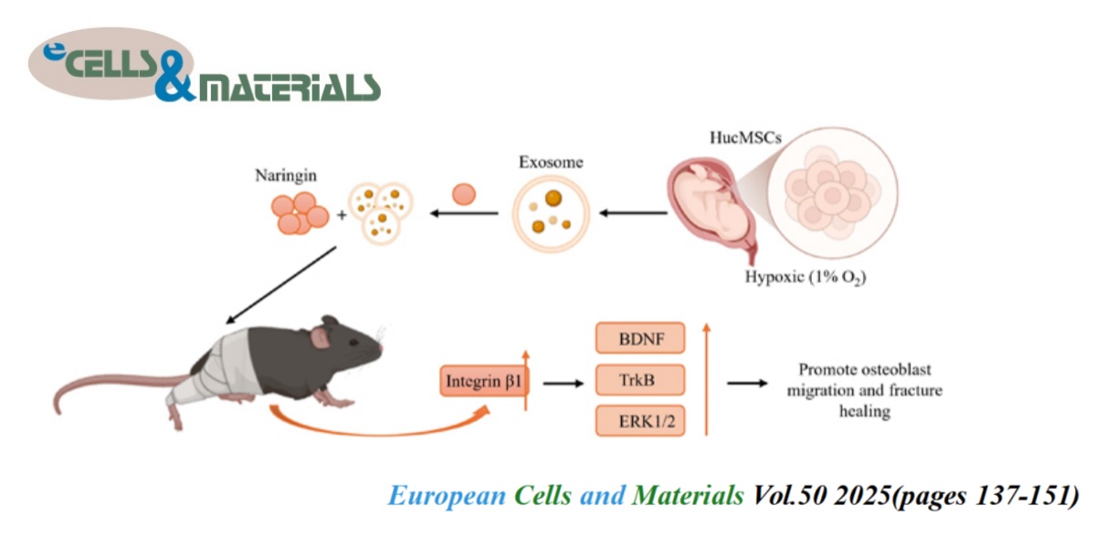 👏Check eCM latest articles: Hypoxia-derived mesenchymal stem-cell exosomes delivering naringin enhance osteoblast migration and fracture healing by upregulating integrin β1 via the BDNF-TrkB/ERK1/2 signaling pathway

ecmjournal.org/papers/vol050/… 

#MesenchymalStemCell #BoneHealing