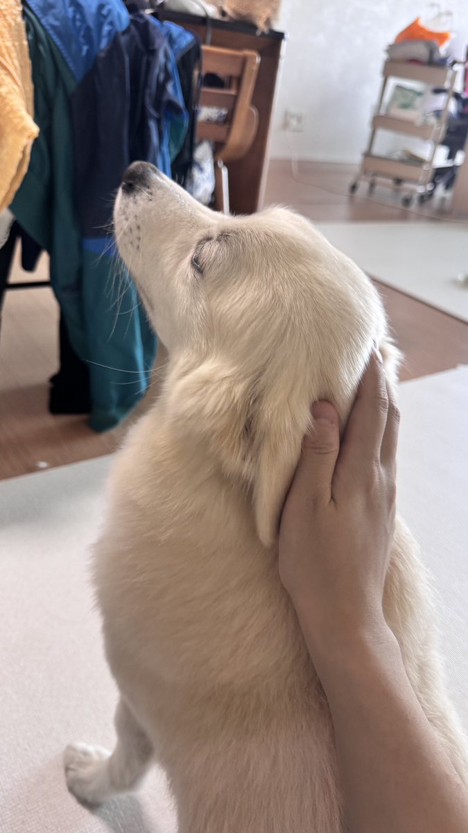 채소가 뾰족귀를 찹 내리고 돌아앉아있는 건 정수리부터 꼬리까지 이어지는 울트라롱쓰담을 조속히 진행하라는 뜻이다
기한은 본견이 만족할 때까지.. 멈추면 눈으로 엄청 뭐라한다