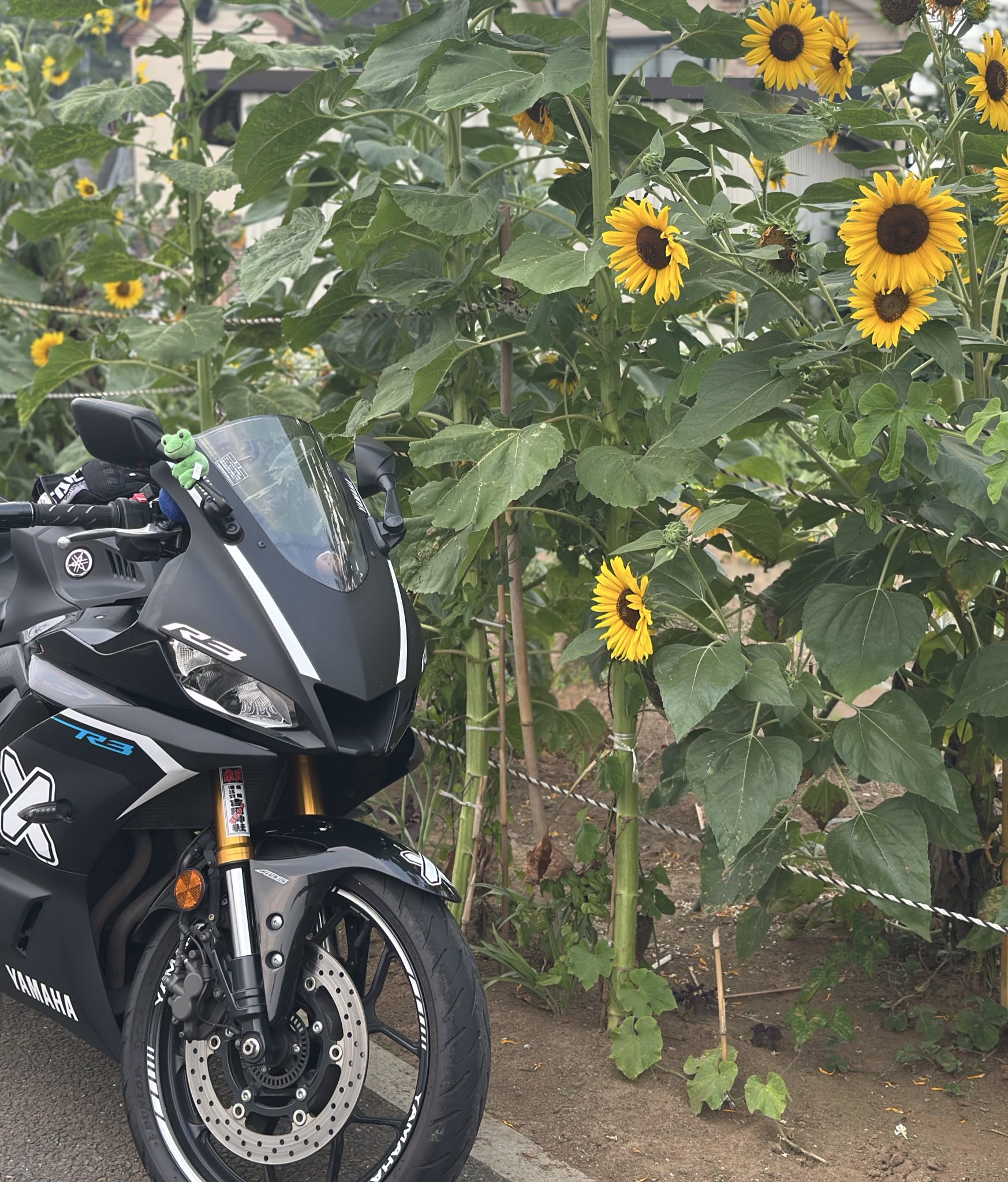 T♡yzfr3🏍³₃ on X: 