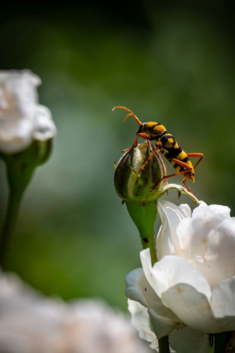 Meandering Max tweet media