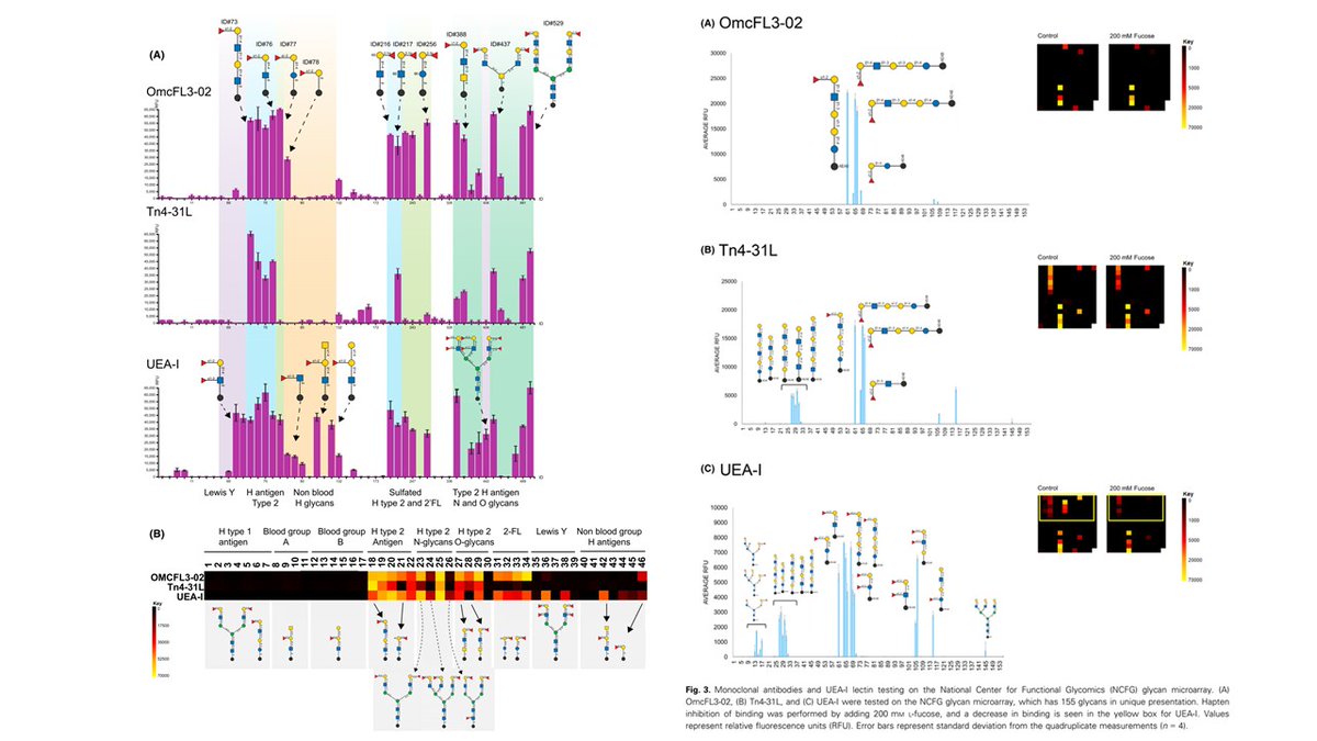 CzerwinsMarcin's tweet image. Two novel lamprey MoAbs highly specific for the H type and H type II antigens allow to study the function and expression of H type II antigens in various N- and O-glycans.
tinyurl.com/5n8kwb2e
#glycotime