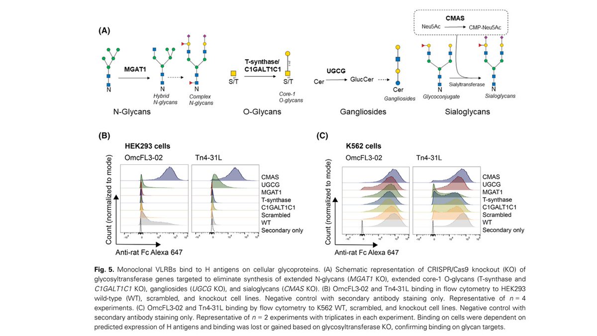 CzerwinsMarcin's tweet image. Two novel lamprey MoAbs highly specific for the H type and H type II antigens allow to study the function and expression of H type II antigens in various N- and O-glycans.
tinyurl.com/5n8kwb2e
#glycotime