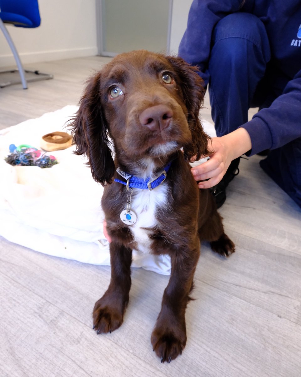 Battersea_'s tweet image. Happy #WorldChocolateDay! 🍫 Whilst dogs and cats can't have chocolate, they definitely look like an adorable treat. 😍
Do you have a chocolate-coloured pet?
