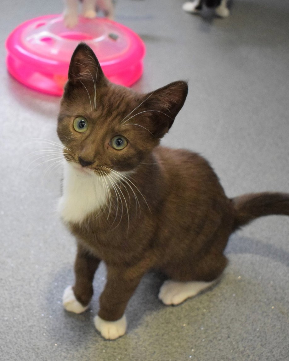 Battersea_'s tweet image. Happy #WorldChocolateDay! 🍫 Whilst dogs and cats can't have chocolate, they definitely look like an adorable treat. 😍
Do you have a chocolate-coloured pet?