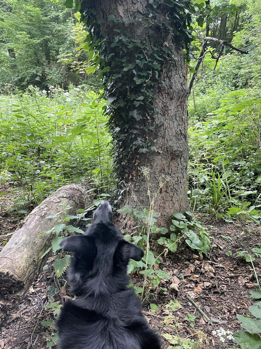GeordieHound's tweet image. Today a cheeky squirrel scrambled up a tree and leapt over my head! Other than that the park was under control and there were some good sniffs to be had