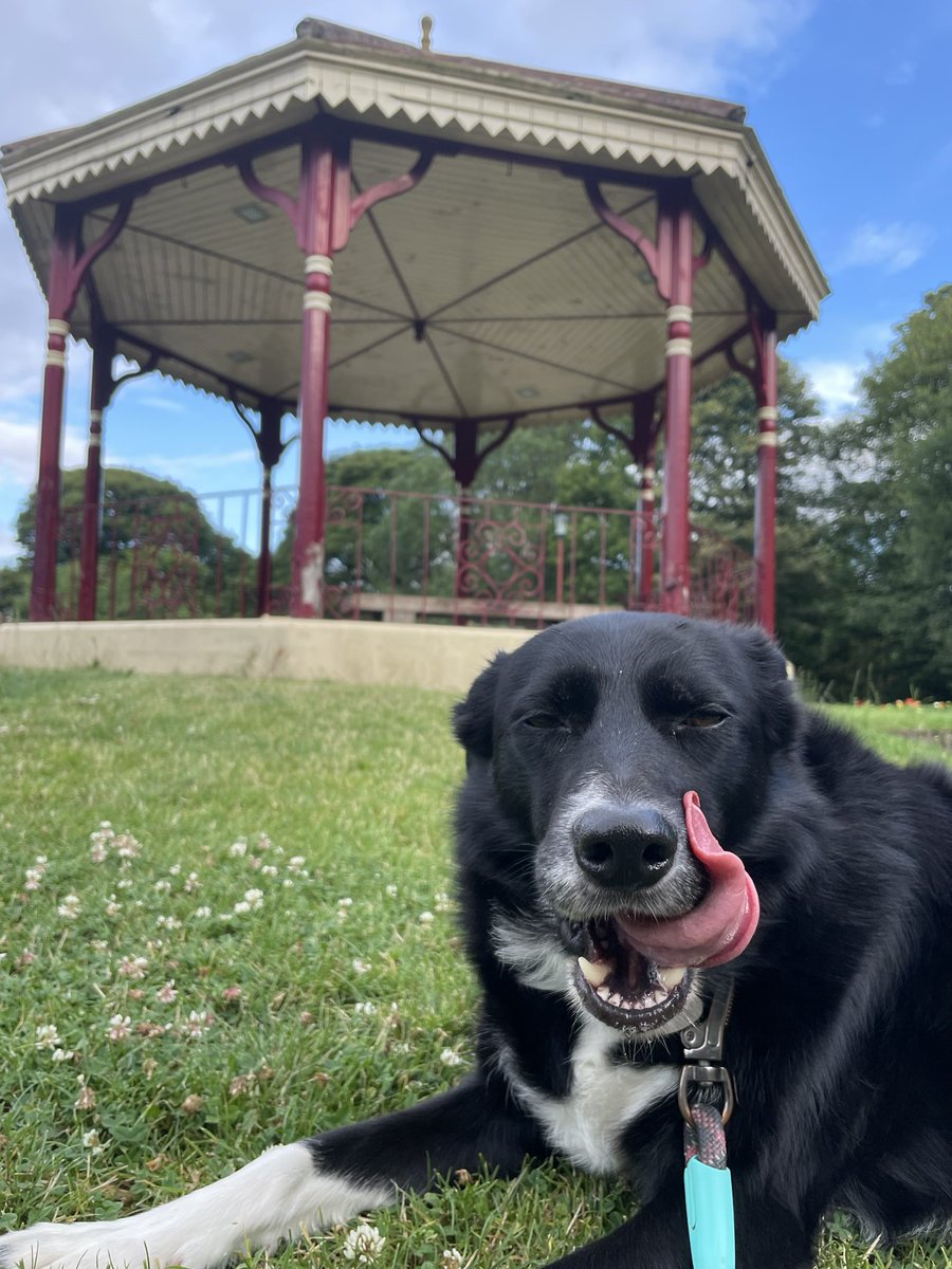 GeordieHound's tweet image. Today a cheeky squirrel scrambled up a tree and leapt over my head! Other than that the park was under control and there were some good sniffs to be had