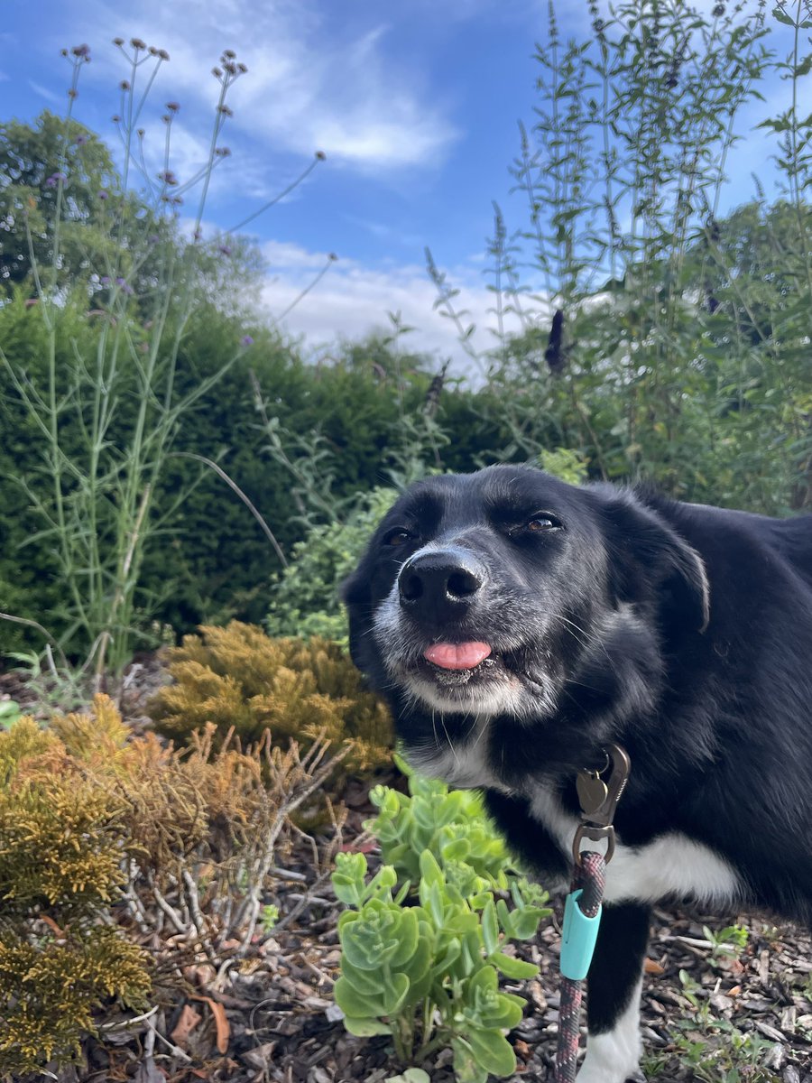 GeordieHound's tweet image. Today a cheeky squirrel scrambled up a tree and leapt over my head! Other than that the park was under control and there were some good sniffs to be had