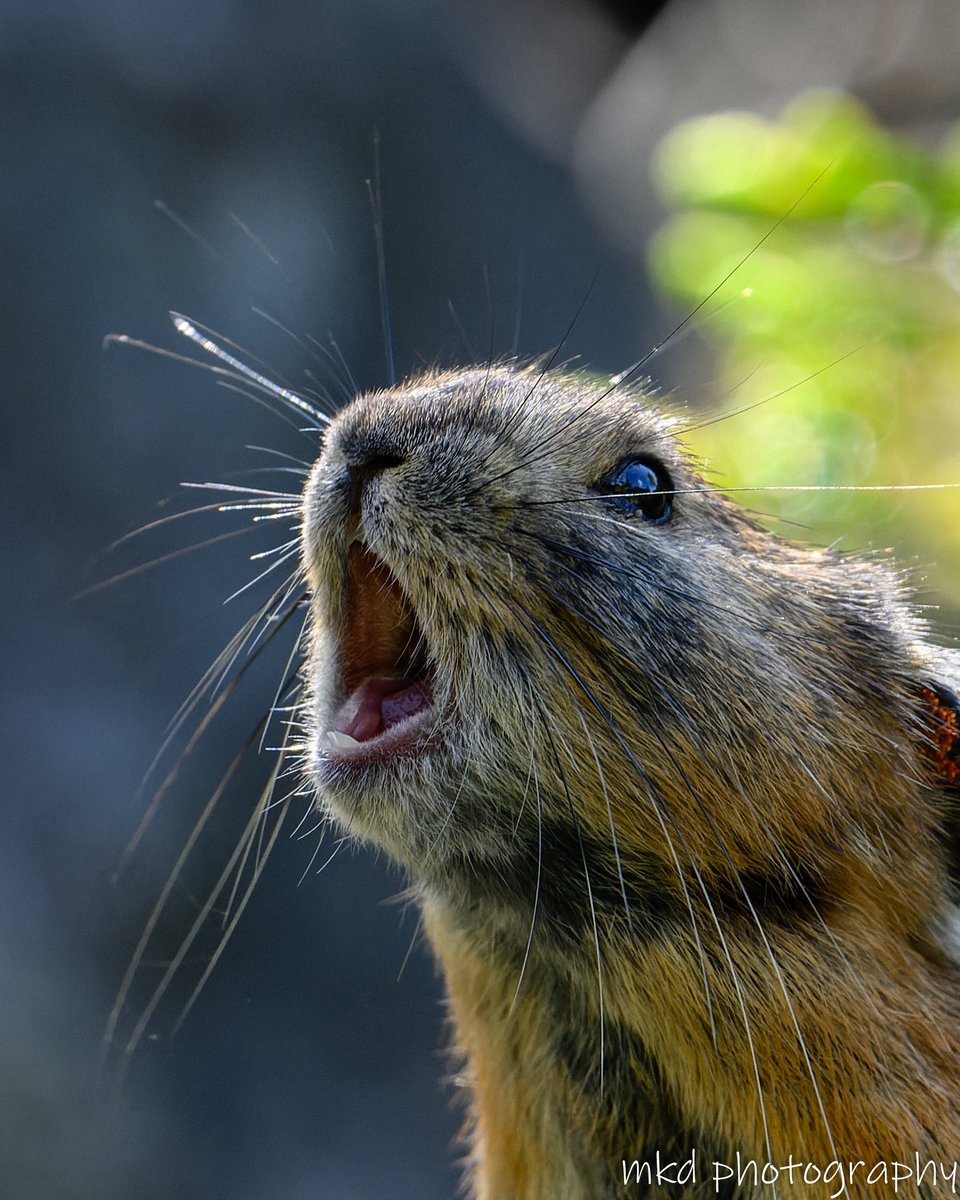 m_kudo44's tweet image. ナキウサギ
#ナキウサギ