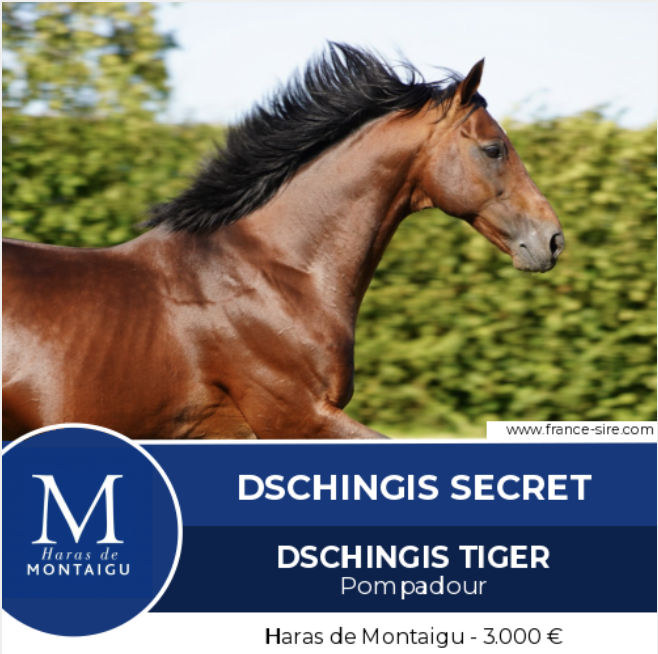 🥇Another winner for DSCHINGIS SECRET, in flat, with his 3yos DSCHINGIS TIGER at Pompadour !