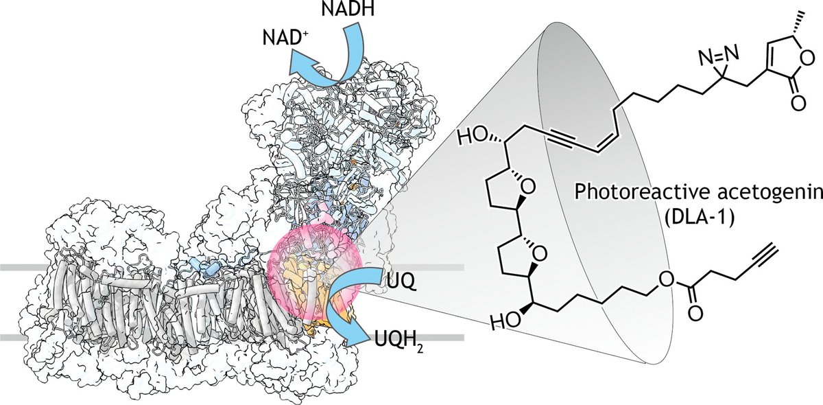 Excited to share our new complex I research, in collaboration with the Sharma research group at the University of Helsinki!
Dynamic binding of acetogenin-type inhibitors to mitochondrial complex... sciencedirect.com/science/articl…