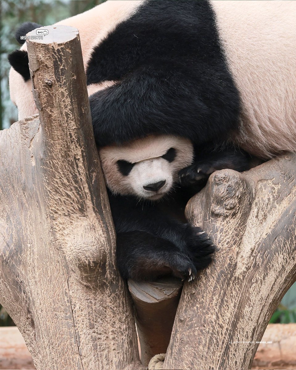 250707 생일빵(?) 제대로 받는 후이바오

#후이바오 #Huibao #辉宝