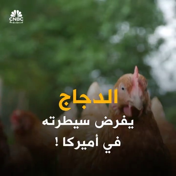 "البروتين الأرخص".. الأمريكيون يهجرون اللحم الأحمر ويتجهون نحو الدجاج! ما القصة؟. التفاصيل في الفيديو 