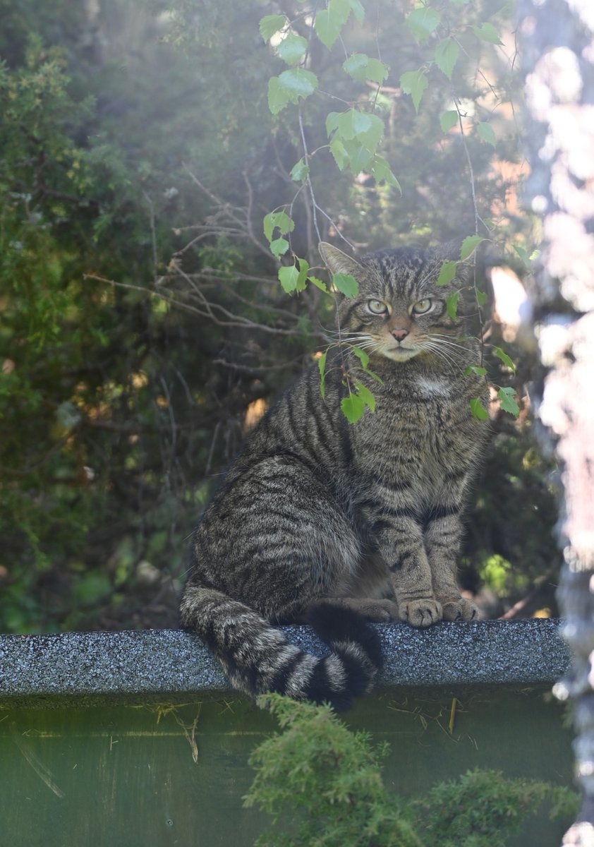 SaveOurWildcats's tweet image. Risk versus reward 🌡️
A thorough disease risk assessment was carried out prior to any wildcat releases.
Project vet, Dr Alice Bacon, co-authored research in @Mammal_Society's Mammal Review on the risks to wildcats and how they can be reduced ➡️ bit.ly/DRApaper 🐾