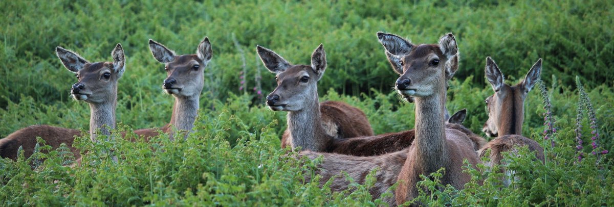 Luca Nelli (@lucanelli_) on Twitter photo Breaking my Twitter silence to share a great PhD opportunity I'm co-supervising at <a href="/UofGSBOHVM/">UofG SBOHVM</a>. Funded project on rewilding, ticks & zoonotic disease risk across Scotland 🇬🇧 and the Italian Alps 🇮🇹
Full details on Bluesky: bsky.app/profile/lucane… Breaking my Twitter silence to share a great PhD opportunity I'm co-supervising at <a href="/UofGSBOHVM/">UofG SBOHVM</a>. Funded project on rewilding, ticks & zoonotic disease risk across Scotland 🇬🇧 and the Italian Alps 🇮🇹
Full details on Bluesky: bsky.app/profile/lucane…