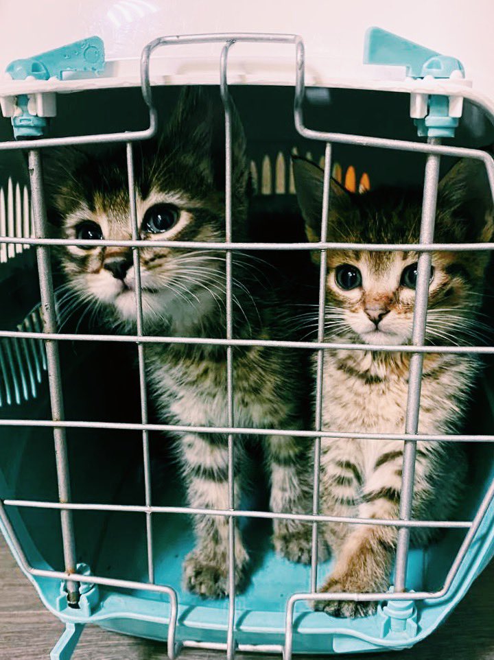 У нас убирались и мы были недовольны!

Для укотовления пишите в бот @kotiki_melz_bot