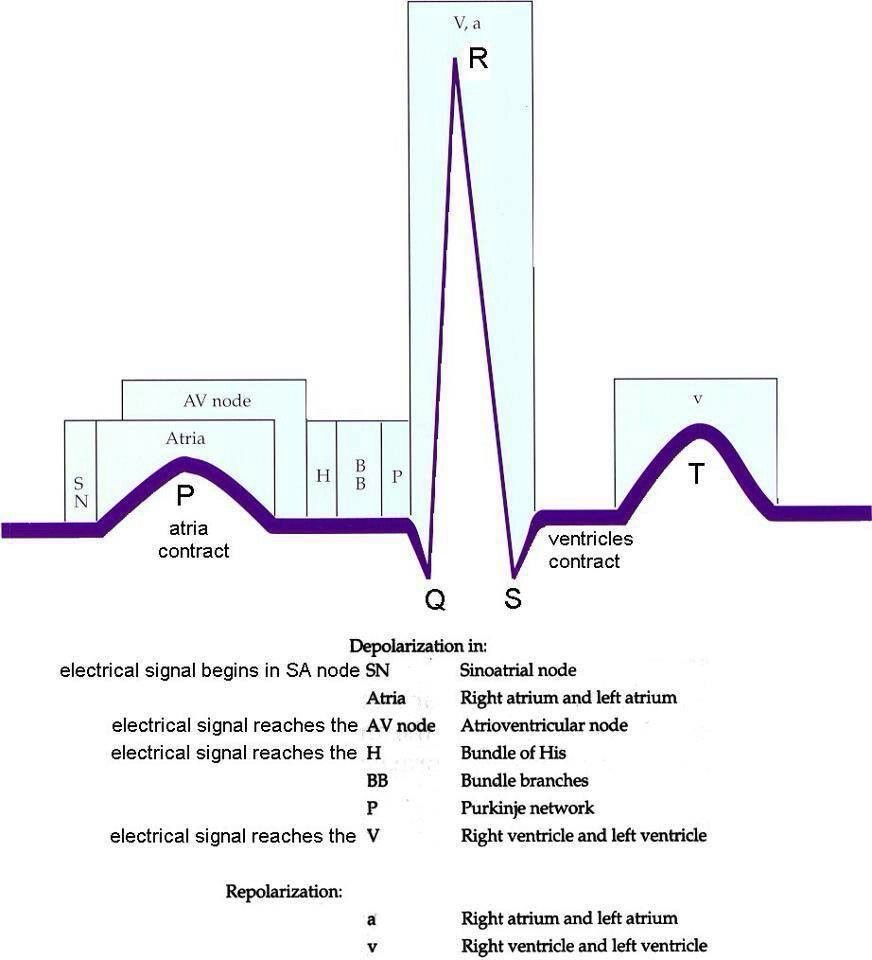 EKG electricity