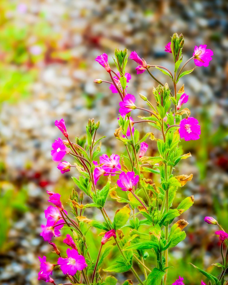 GM, and Happy Monday!

Kicking off the new week with these vibrant Great Willowherb wildflowers growing in my front yard.

Have a great week!