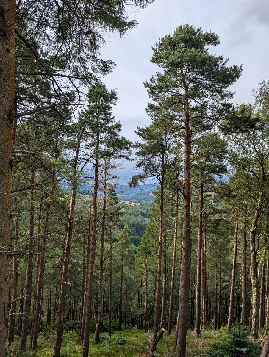 Ahhh..... 🥰
There's nothing like getting out and about for a dose of lovely phytoncides 🌲🌳🌲