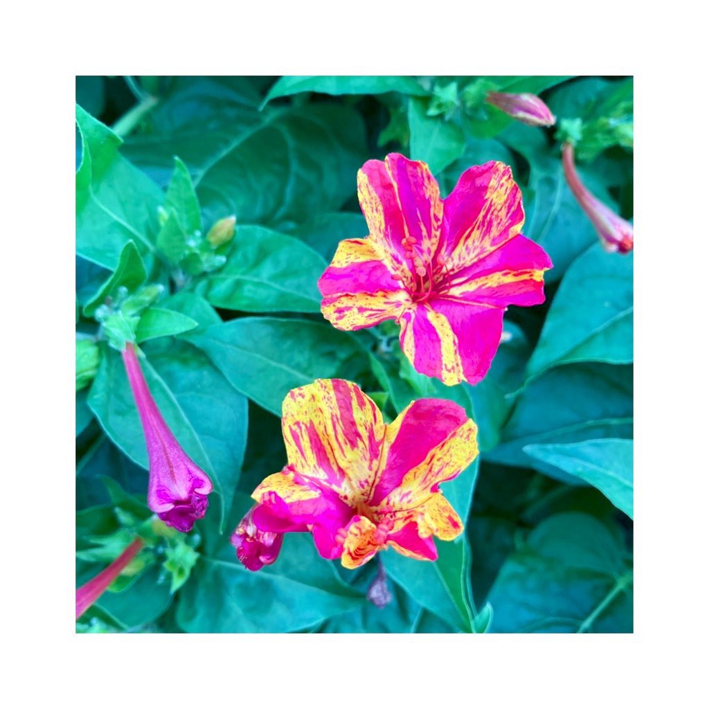 _otaka036's tweet image. 七変化に白粉花、色の混ざりが目を引くね。