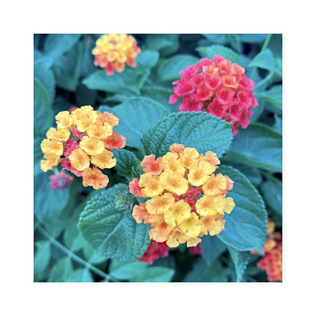 _otaka036's tweet image. 七変化に白粉花、色の混ざりが目を引くね。