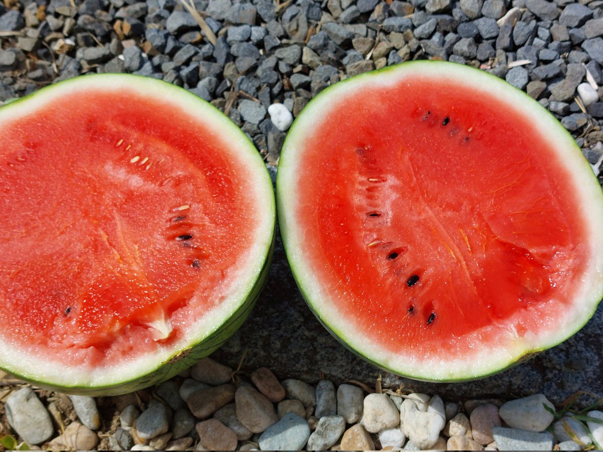 dHuHBSNDDW6QiBo's tweet image. 皆さん♡お疲れさまです🙇
1)頂いた🍉その場で真っ二つ
2)今季最後の🌽かき揚げに😋
ロング缶ですよねぇ✌️
3)明日の活力💪
ゴーヤも入れて豚キムチ
4)あと1品何にする(?_?)*゜
今宵佳き時間を
お過ごし下さいませ🌌
今夜も(^o^ゞネ🎋😊
#鳥オト
#鳥生洋文のONGAKUな時間