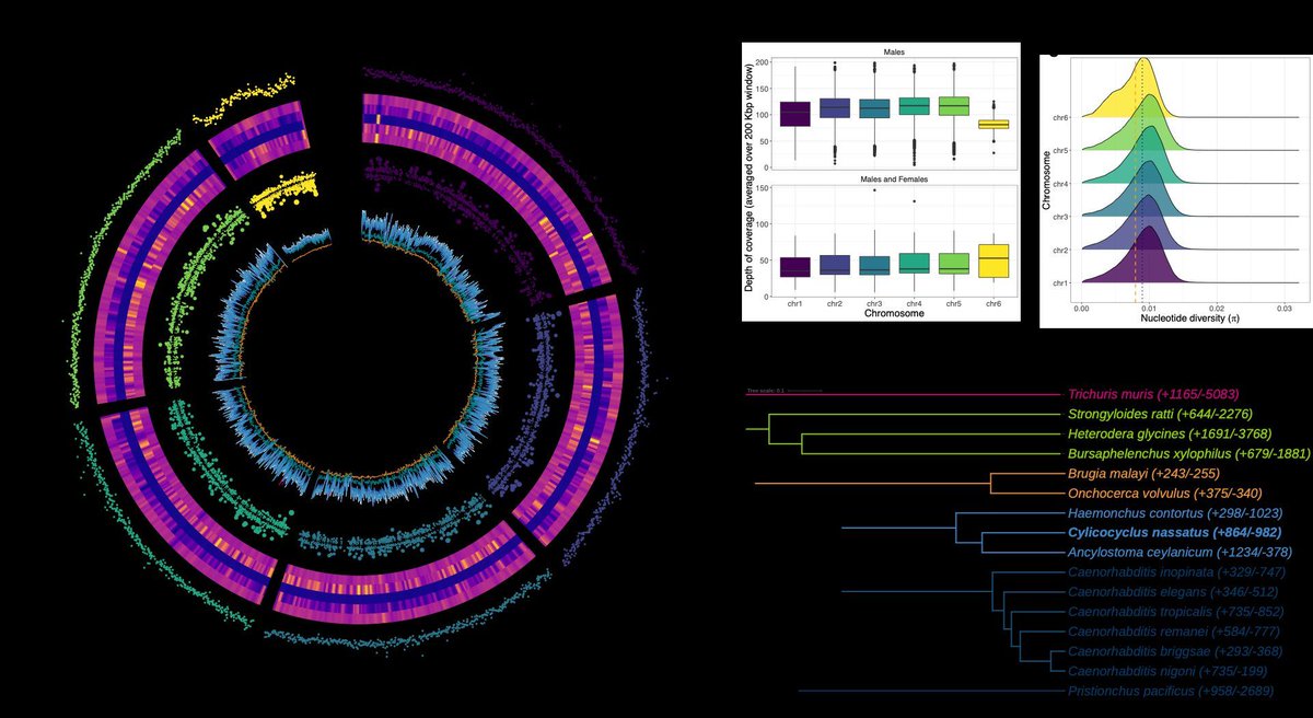 PeerComJournal's tweet image. Now published in Peer Community Journal, #genomics section: Spatio-temporal diversity and genetic architecture of pyrantel resistance in Cylicocyclus nassatus, the most abundant horse parasite 
buff.ly/r4ClmdN