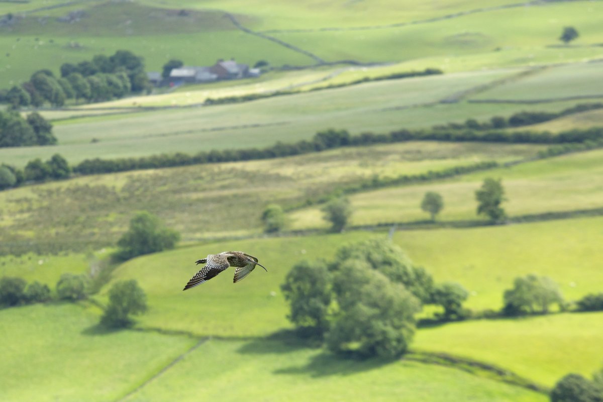 RSPB Cymru (@rspbcymru) on Twitter photo This week isn't just any week - it's #WalesNatureWeek! ๐ด๓ ง๓ ข๓ ท๓ ฌ๓ ณ๓ ฟ What do YOU love the most about Welsh nature? ๐ฆ๐๐ฆ๐ณ
Nid ryw wythnos gyffredin yw hon - mae'n #WythnosNaturCymru! ๐ด๓ ง๓ ข๓ ท๓ ฌ๓ ณ๓ ฟ Beth ydych chi'n ei garu fwyaf am natur Cymru? ๐ฆ๐๐ฆ๐ณ
๐ธ : Jake Stephens This week isn't just any week - it's #WalesNatureWeek! ๐ด๓ ง๓ ข๓ ท๓ ฌ๓ ณ๓ ฟ What do YOU love the most about Welsh nature? ๐ฆ๐๐ฆ๐ณ
Nid ryw wythnos gyffredin yw hon - mae'n #WythnosNaturCymru! ๐ด๓ ง๓ ข๓ ท๓ ฌ๓ ณ๓ ฟ Beth ydych chi'n ei garu fwyaf am natur Cymru? ๐ฆ๐๐ฆ๐ณ
๐ธ : Jake Stephens