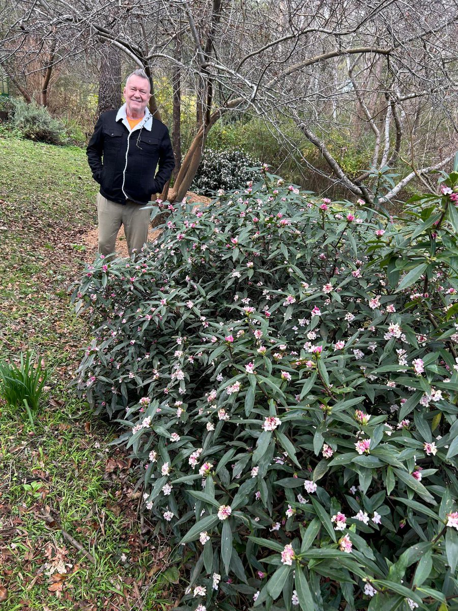 JimmyBarnes's tweet image. Talk about daphne! It just goes crazy here all on its own. There’s another whole bed of it just coming into bloom. A great way to keep warm and cook dinner. Most of the veg is out of the garden… still pinching myself.