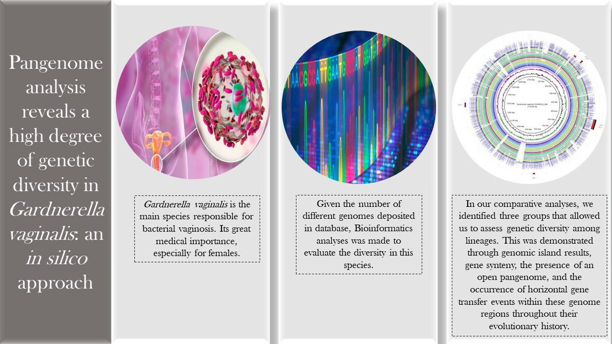 "Pangenome Analysis Reveals a High Degree of Genetic Diversity in Gardnerella vaginalis: An In Silico Approach"
👥Andrei Giacchetto Felice, Siomar de Castro Soares, et al. (2023)
Read the full article👉mdpi.com/2674-0710/2/4/…