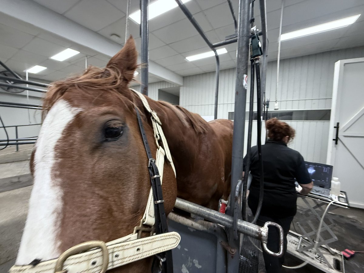 キルコイ競馬から帰ってきたら、管理馬の1頭がまさかの疝痛😨
スタッフと獣医さんで手当てしたけど治らず、自分でブリスベンの病院まで搬送することに🚑

キルコイ往復8時間→深夜のブリスベン2.5時間ドライブで、さすがに体力の限界感じたけど…気合いでミッション完了🫡