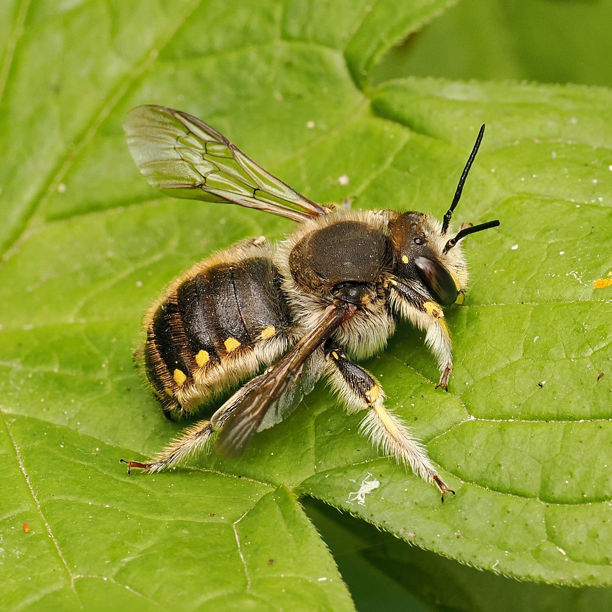 jwood_t's tweet image. At last! Our 1st ever male Wool Carder Bee (Anthidium manicatum) (we saw a female 2 years ago in the Chilterns). We have lots of types of Stachys & he is holding territory around a Betony. We hoped one would turn up! @B_Strawbridge