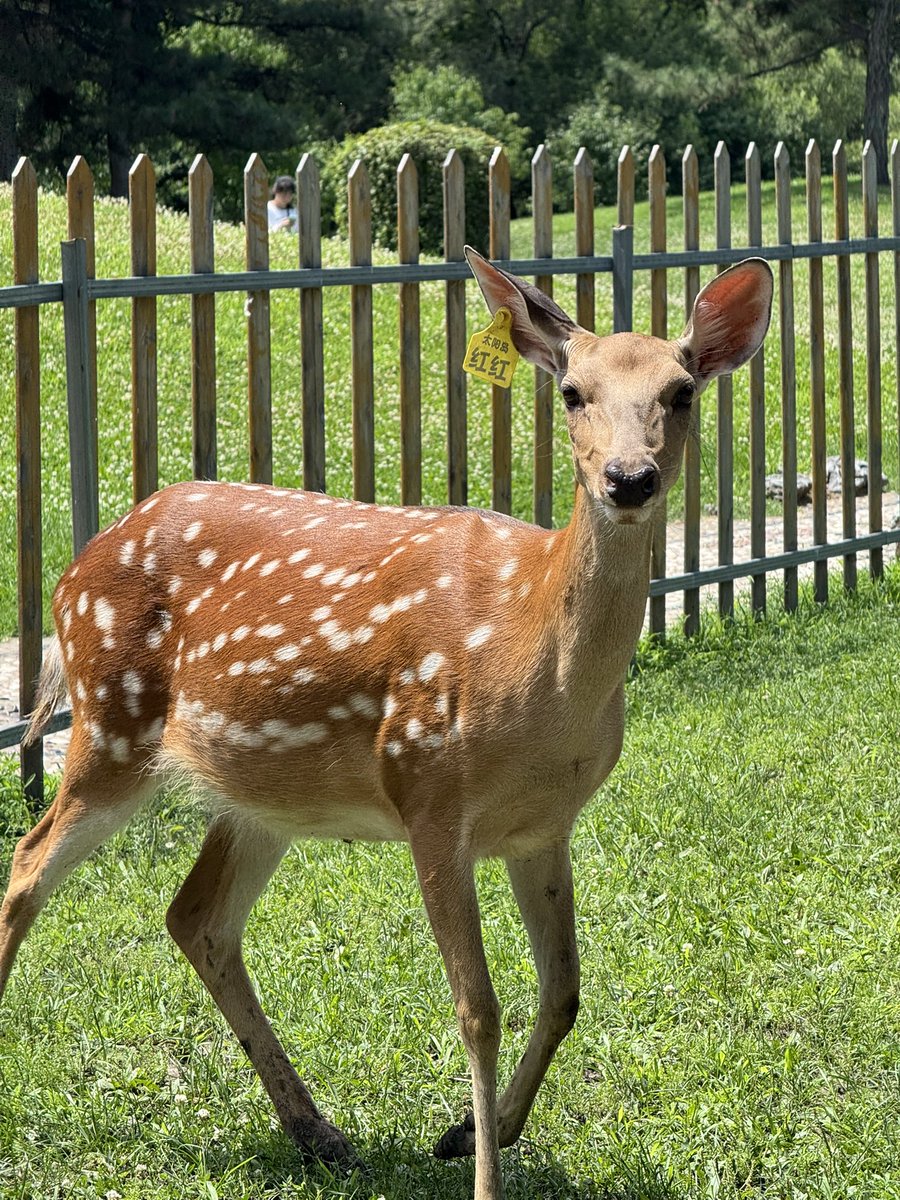yeeeeix_'s tweet photo. 🦌 https://t.co/y0iXBW6wzY