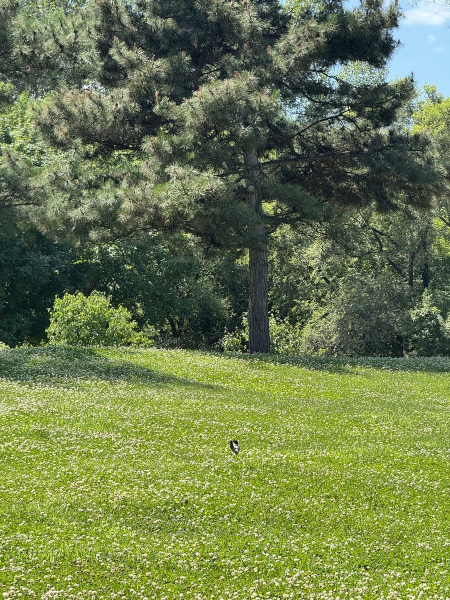 yeeeeix_'s tweet photo. 🦌 https://t.co/y0iXBW6wzY