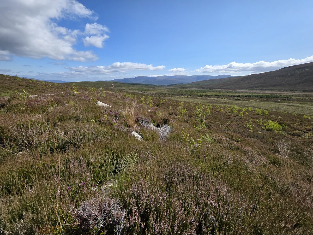 I__J__W's tweet image. Today&apos;s walk in the Cairngorms #Scotland #Cairngorms absolutely beautiful