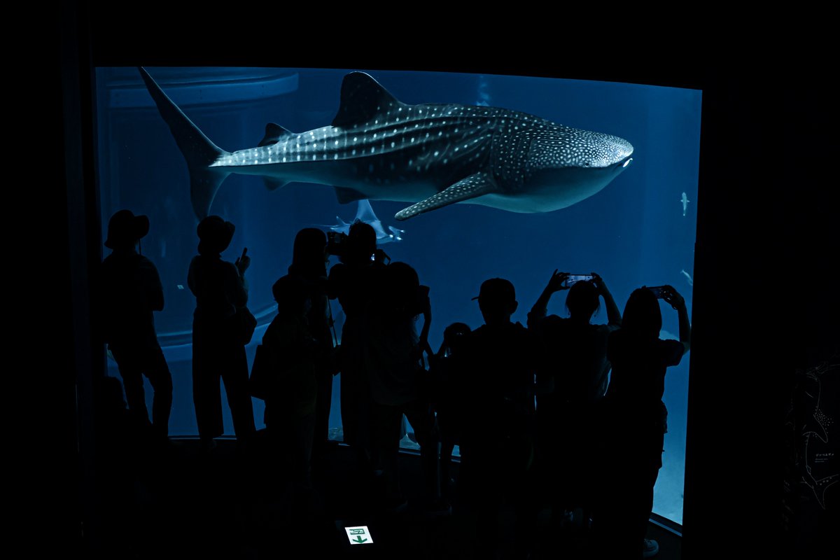 orca_hinata's tweet image. ジンベエザメでっけー！