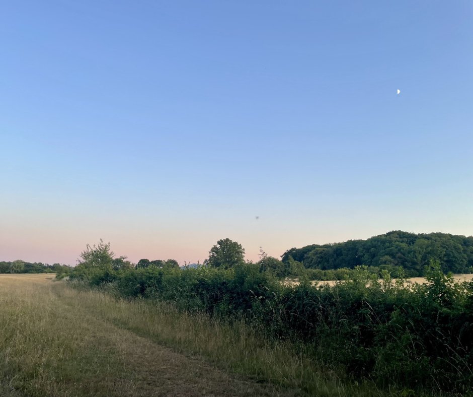 After a balmy summer evening spent out in the field surveying bats at #GreenFarm, our team was treated to a spectacular sunset 😍🌅

The land at Green Farm was purchased just a few years ago and our team has been working hard since then to improve connectivity across this