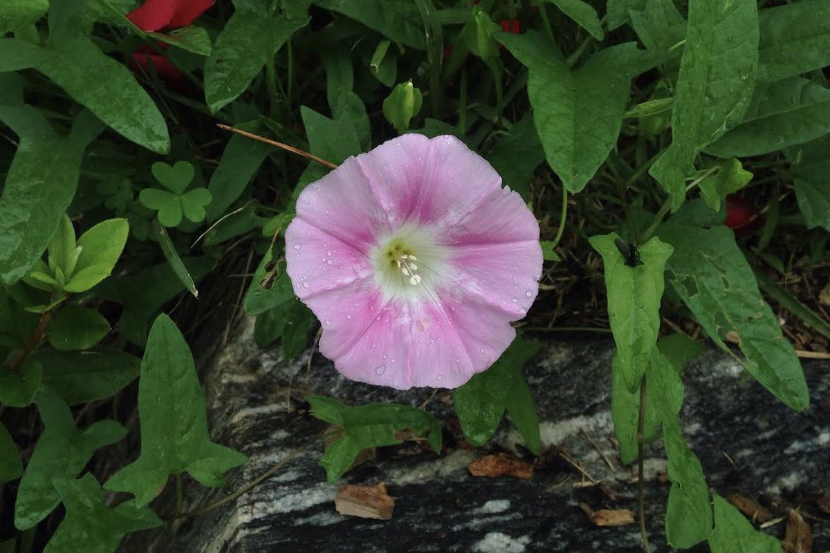 mitsuiro_light's tweet image. #iPhone5c