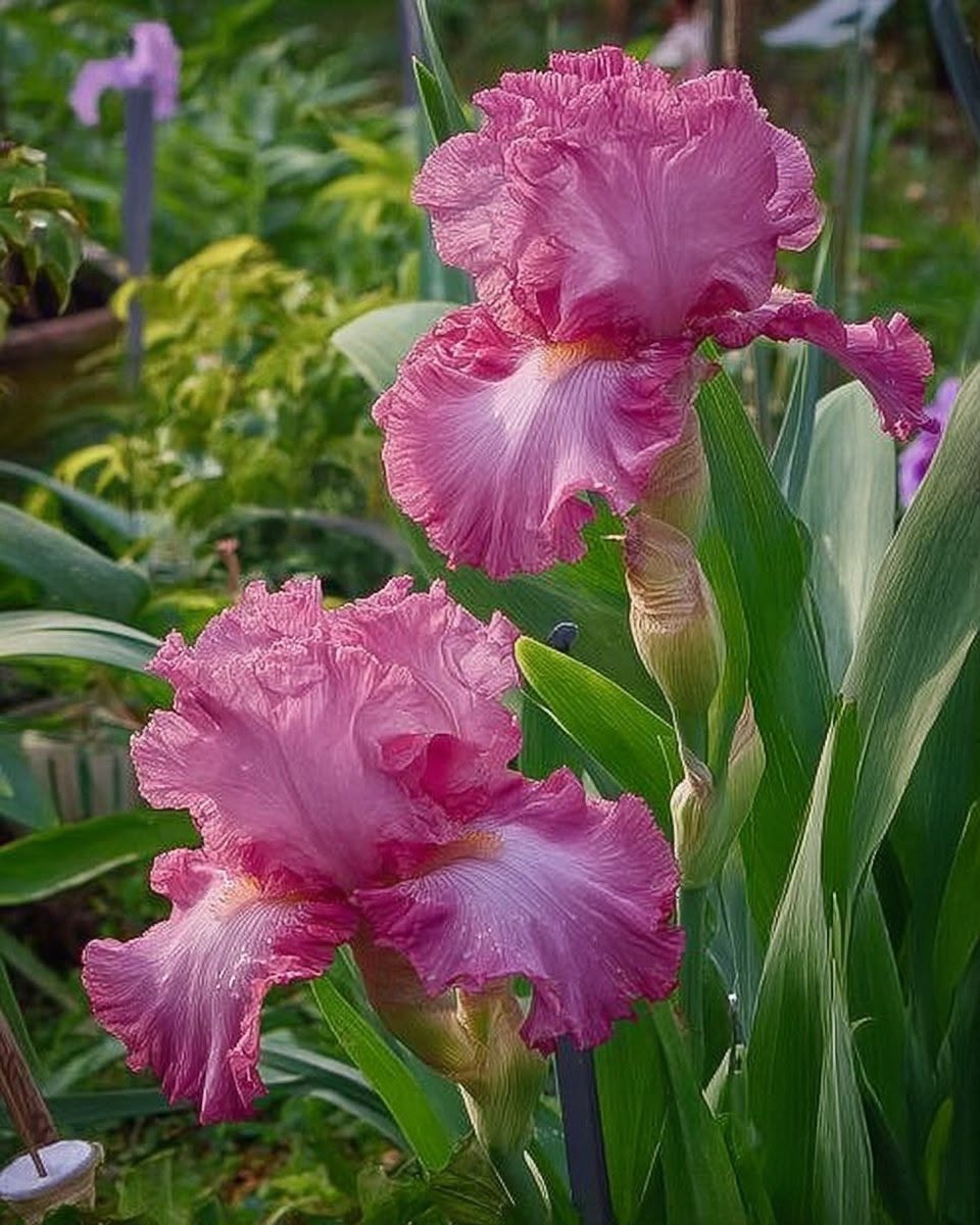 Not much but it’s honest work 🤭

A very classic color ❤️

Tall bearded iris "Asian Plum" 💜💜💜.