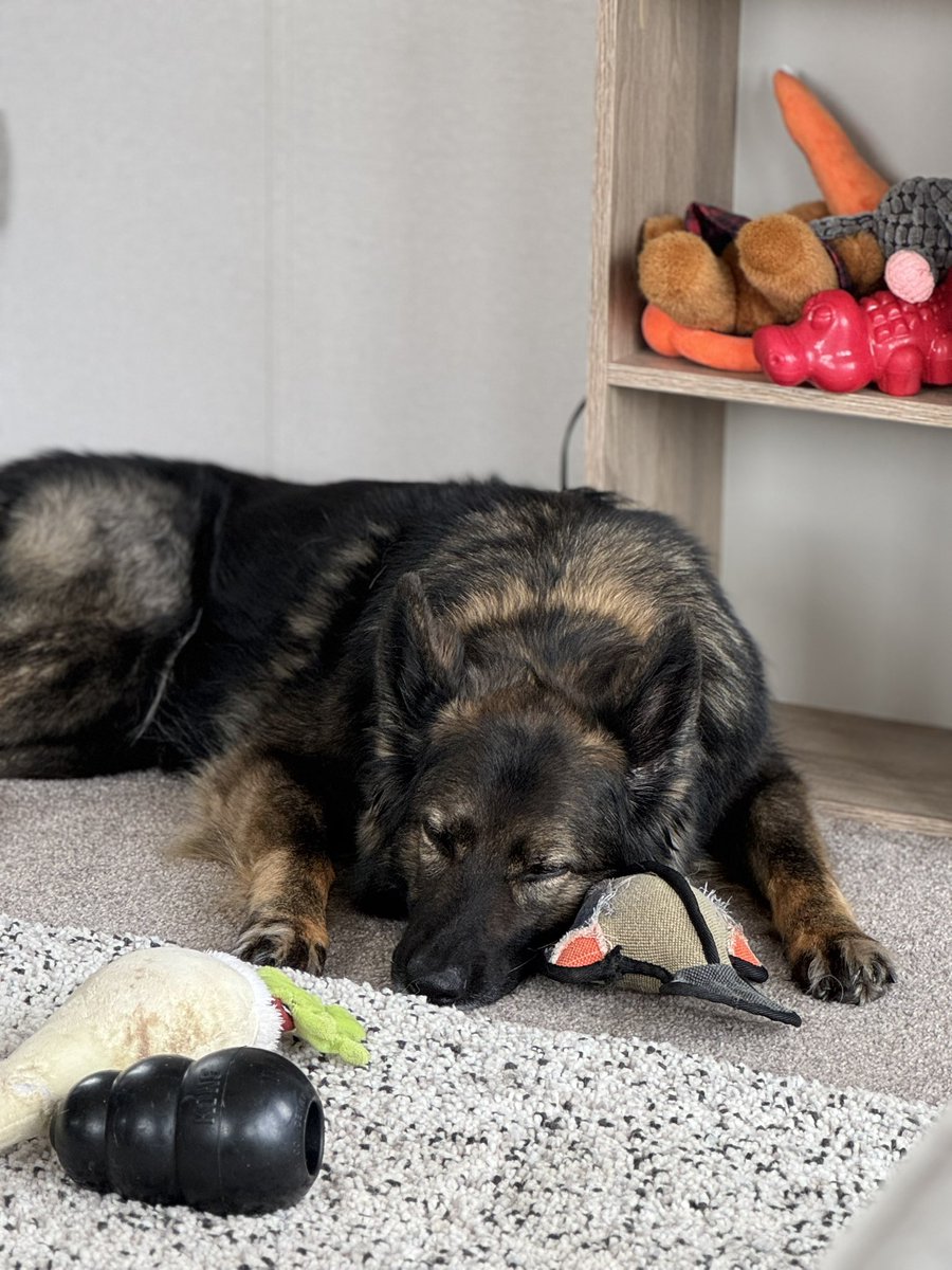 RPDBelle's tweet image. We’re exhausted, mum is on a “got to increase my steps” binge. She takes us all out individually and it’s exhausting!