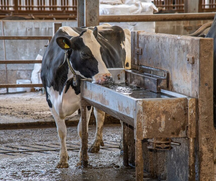 ☀️ As summer gets into its stride, ForFarmers is urging dairy farmers to implement preventative measures against heat stress, which can significantly impact milk production and herd fertility.

🔗 Read more here - kont.ly/12dcefcb

#dairy #cow #dairycow #dairyuk