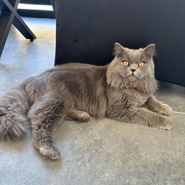 BÖYLE BİR GÜZELLİK NASIL SOKAĞA BIRAKILABİLİR 😡 YUVA ARANIYOR 

Yer ; İstanbul
İletişim:05343071771 

Takipçimizin İletisidir; Merhabalar kedi evden kaçmış olabilir yada sokağa atılmış çipi yok  çalıştığımız ofise geliyor yuva arıyoruz 6-7 aylık erkek kısır değil