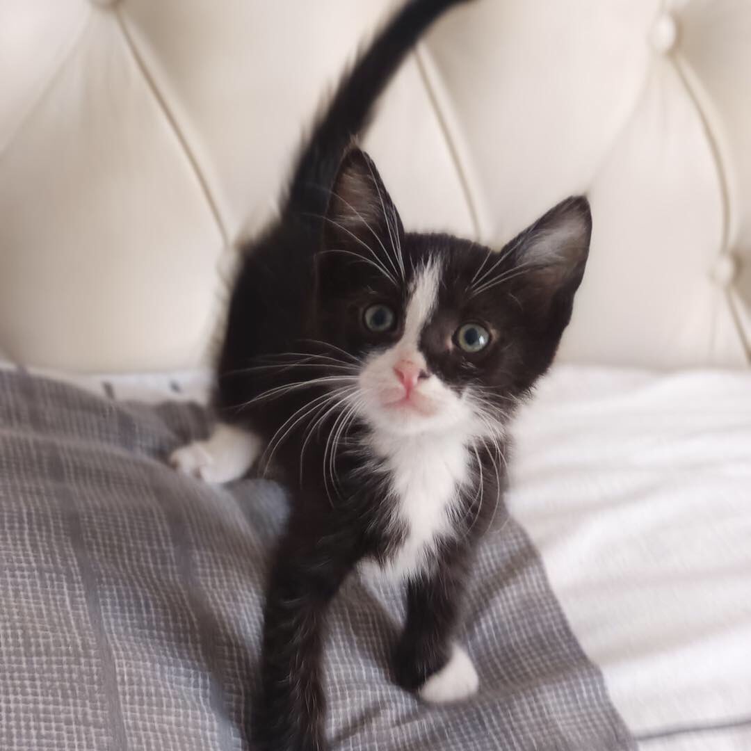 SMOKİN SEVERLER DUYURULUR BU GÜZEL BEBEK ÇOK SEVİLECEĞİ YUVASINI ARIYOR 

Yer ; İstanbul- Ümraniye
İletişim; 05323202788

Takipçimizin İletisidir; İki aylık #simokinkedi iç dış paraziti yapıldı kum eğitimi var veteriner kontrolü yapıldı oyuncul cana yakın uysal uyumlu bebiş