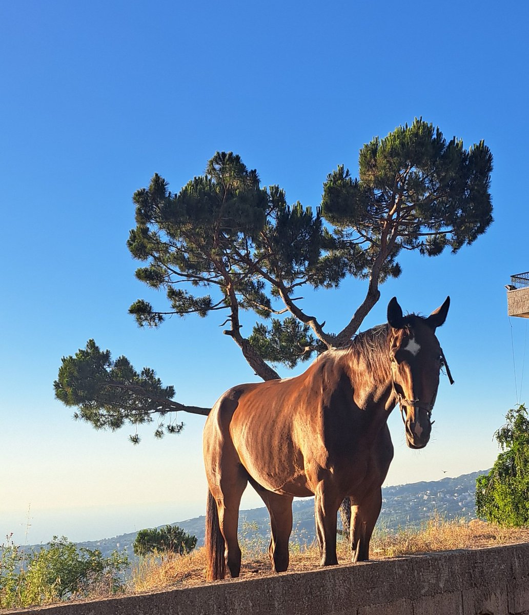 NikoleBK's tweet photo. Met quiet strength on the trail today—nature's elegance in its purest form 🐎
#dhourchoueir #lebanon #hike https://t.co/Ca4qLyWeMK