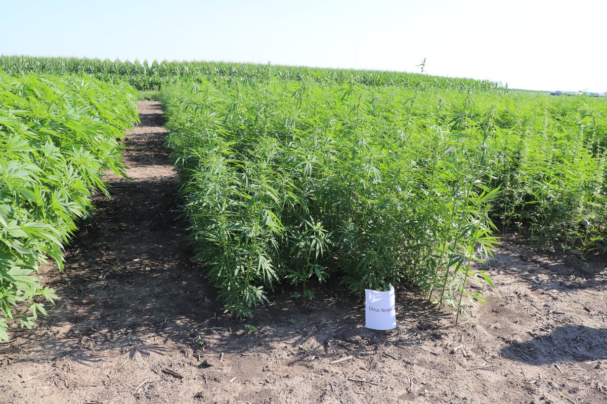 PurdueAgryExt's tweet image. Did you know that Purdue Extension offers a Hemp Field Day? Our team will take you to the fields and through the research of the latest production & feed updates in Hemp. Register today: purdue.ag/hemp-field-day Lunch included with $25 registration. @PurdueHemp @PurdueAgronomy