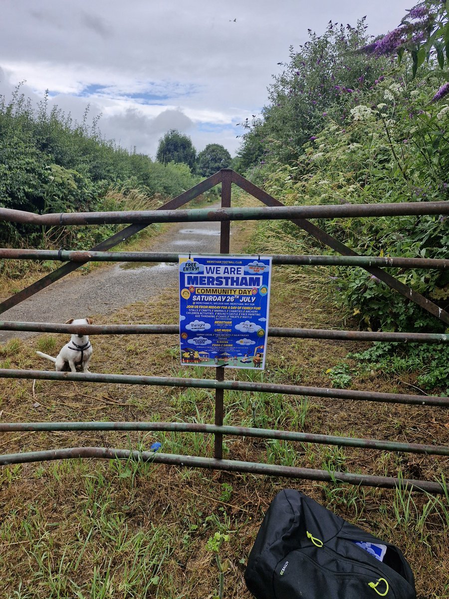 Day 615.
Day 616.
Bag 173 💜
Two days done yesterday, a nice stroll with Mrs Norris and daughter Norris ending in all of us getting soaked. 
Today wasn't much better, but I was all on my lonesome with Cisco for company. Putting up posters as well
<a href="/MersthamFC1892/">Merstham FC (Official)</a> <a href="/reigatebanstead/">Reigate & Banstead Borough Council</a>