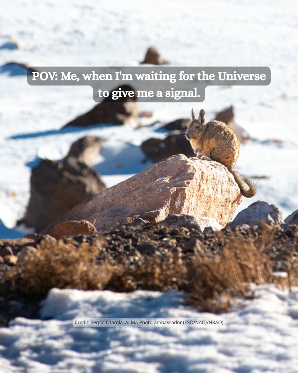 ALMA Observatory📡 (@almaobs) on Twitter photo 📡Happy Monday!✨
🐇The wildlife around us is wonderful.
📷: <a href="/_ansack/">Sergio Otarola</a> ALMA Photo-ambassador 📡Happy Monday!✨
🐇The wildlife around us is wonderful.
📷: <a href="/_ansack/">Sergio Otarola</a> ALMA Photo-ambassador