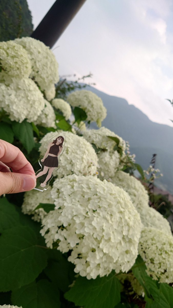 kmtcrz's tweet image. 織姫のように、簡単には会えなくなってしまったあなたへ

あなたが笑顔でいてくれますように
なんて願う七夕だけど、きっと願わなくてもあなたのことだから笑顔なんだろうなって思う七夕でもあります

あ、僕も笑顔でいられてます

#あさみとはんぶんこ