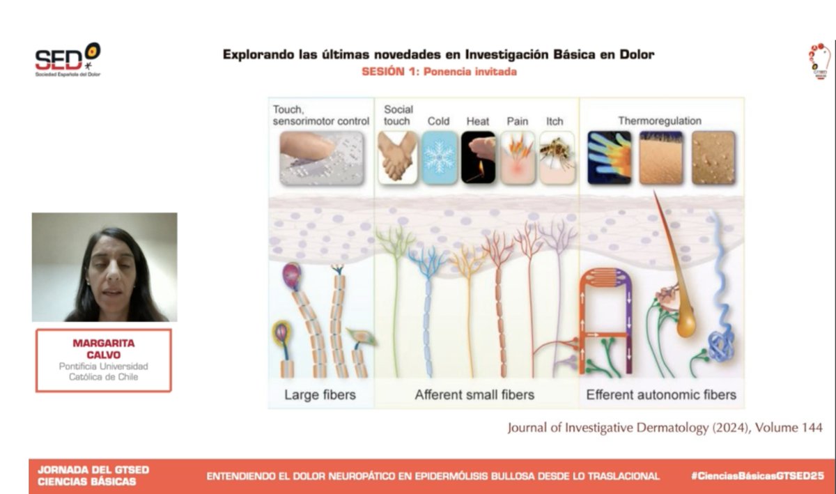 <a href="/URJCFCS/">Facultad de Ciencias de la Salud-URJC</a> <a href="/cgoicogar/">Carlos Goicoechea #SEDolor26</a> 👉Entendiendo el dolor neuropático en epidermólisis bullosa desde lo traslacional. Margarita Calvo de 
<a href="/uc_chile/">UC Chile -Pontificia Universidad Católica de Chile</a> #CienciasBásicasGTSED25 #DolorCrónico